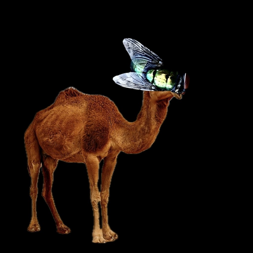 Dromadaire Drosophil